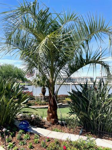 Mule palm trees, backyard renovation. Landscape design