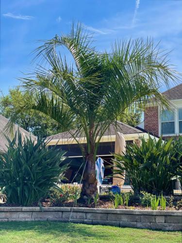 Mule palm trees, backyard renovation. Landscape design