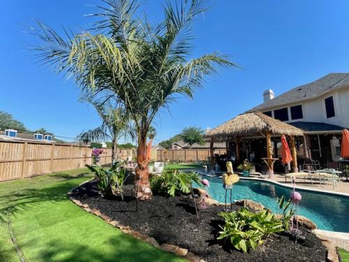 Landscaping in South Shore Harbour Subdivision, League City. Mule Palm Tree.