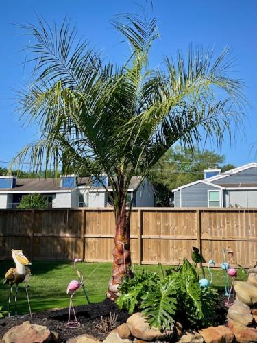 Mule palm, landscape design, flower bed, Tree