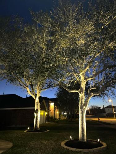 Landscape lighting, pool lighting, tree uplighting, walkway lighting