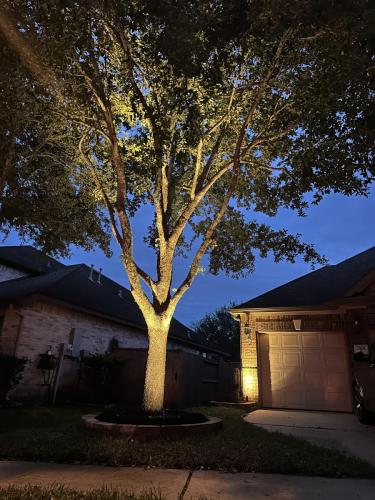 Landscape lighting, pool lighting, tree uplighting, walkway lighting