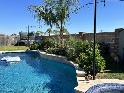 Mule palm trees, backyard renovation. Landscape design