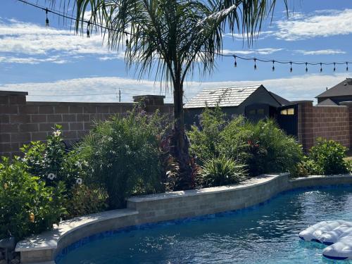 Mule palm trees, backyard renovation. Landscape design