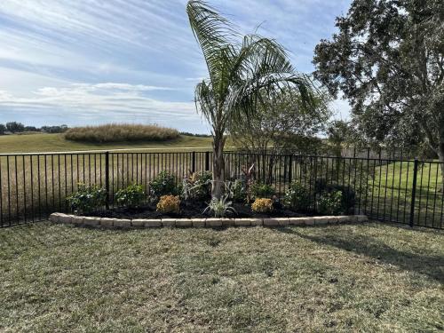 Mule palm trees, backyard renovation. Landscape design