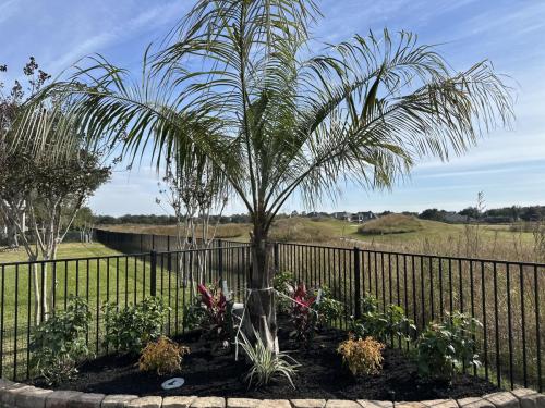 Mule palm trees, backyard renovation. Landscape design
